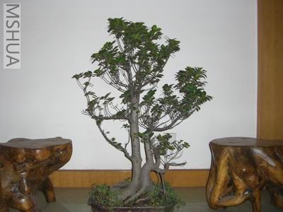 CIMG0543.JPG