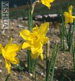 Narcissus odorus 1.jpg