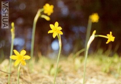 Narcisus cuatrecasaii.jpg