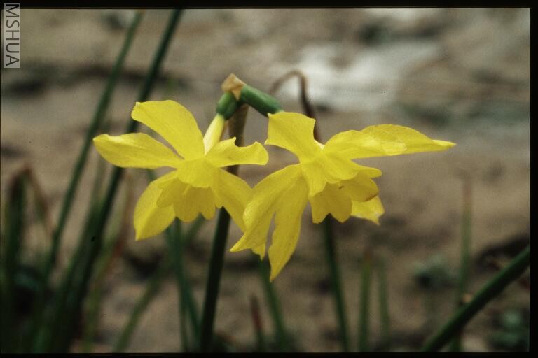 Narcissus odorus 2.jpg