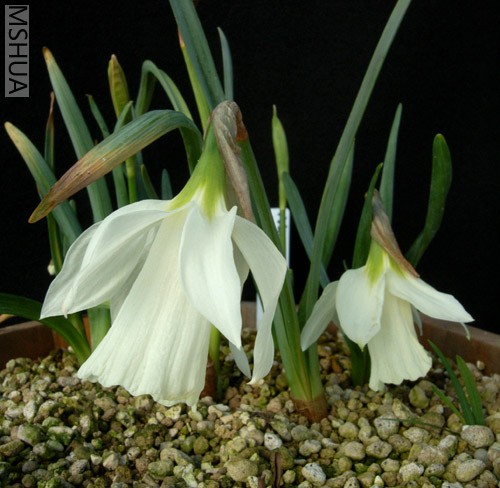 Narcissus moschatus 2.jpg