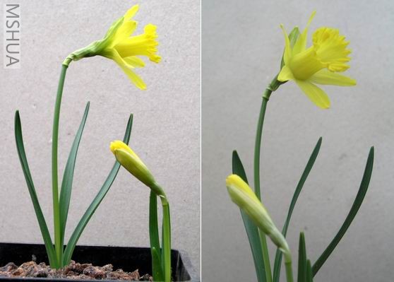 Narcissus asturiensis.jpg