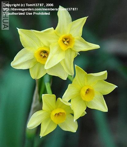 Narcissus intermedius 2.jpg