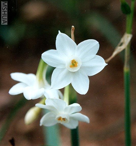narcissus papyraceus 1.jpg