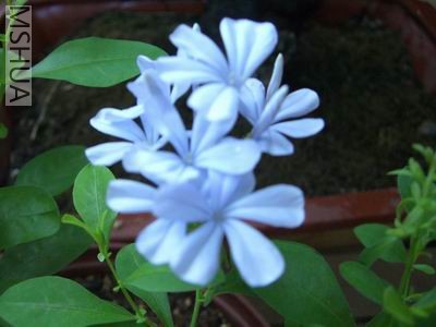 CIMG0307.JPG