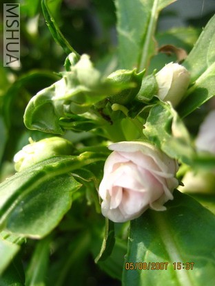 ��Ƭ 007_������С.jpg