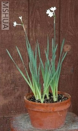 Narcissus broussonetii.jpg