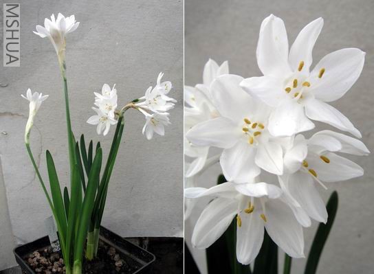 Narcissus broussonetii1.jpg