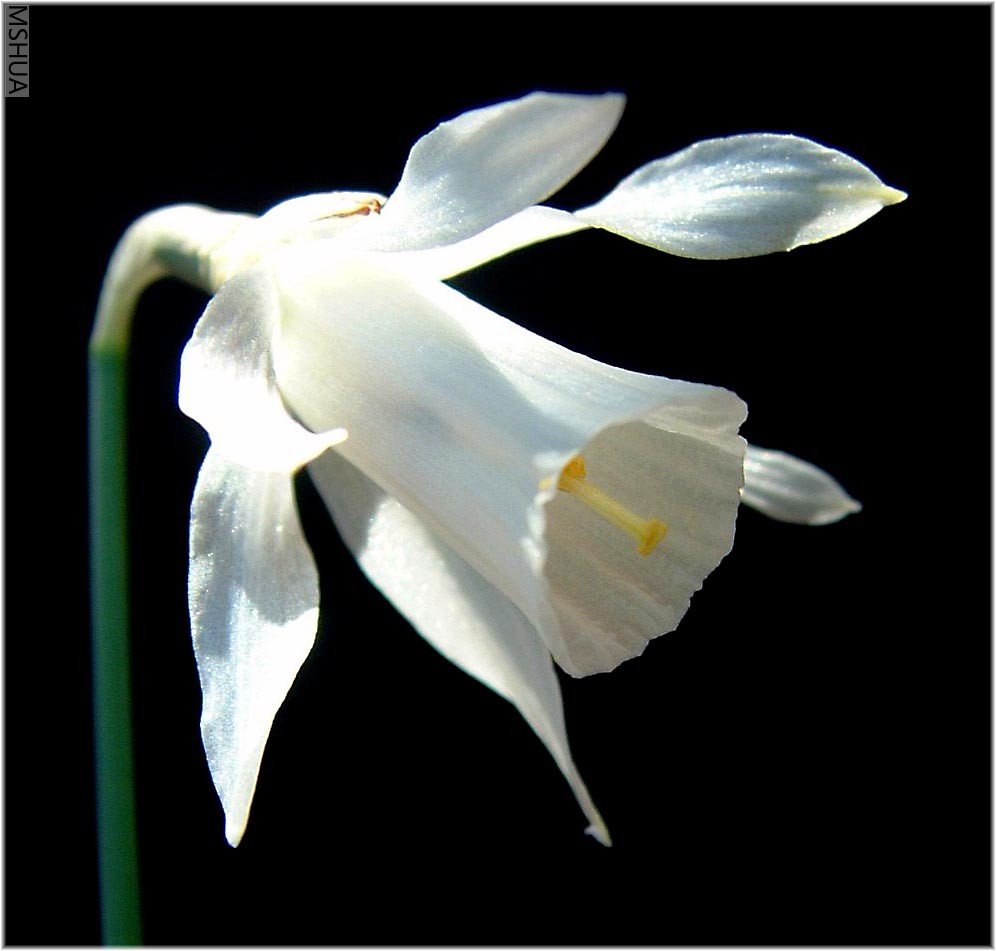 narcissus-alpestris.jpg
