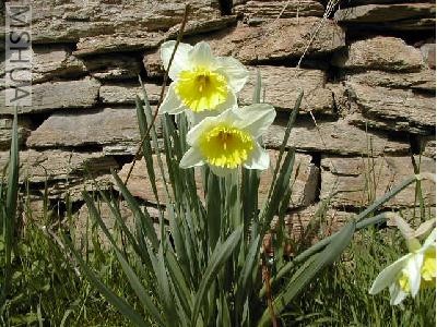 narcissus_biflorus.jpg