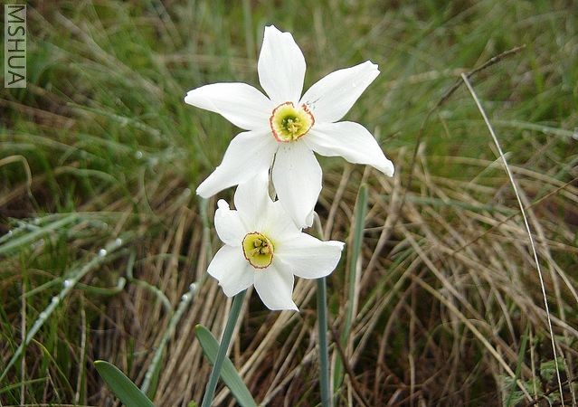 Narcissus stellaris.jpg