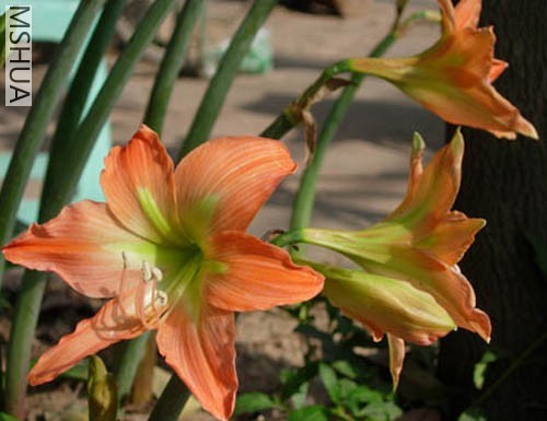 20070805_dca65241a6eaabb84b4dgqZyPMaotaBq.jpg