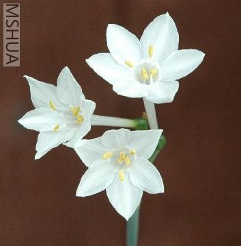 Narcissus broussonetii2.jpg