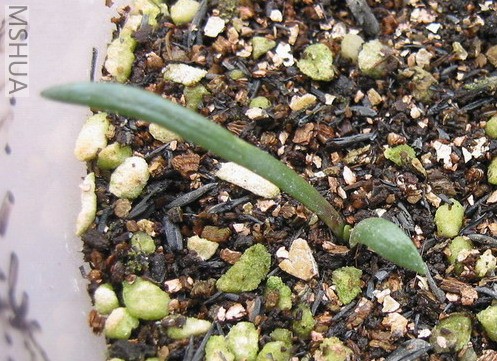 #2С�����Ҷ���