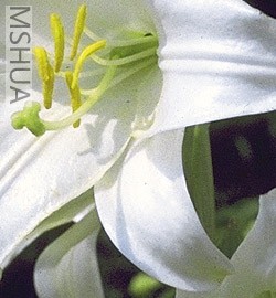 Lilium-candidum2.jpg
