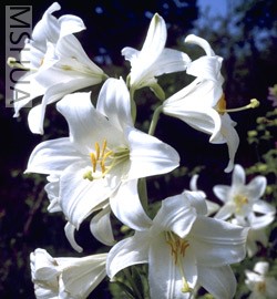 Lilium-candidum1.jpg