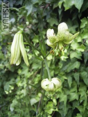 280px-Lilium_fargesii.jpg