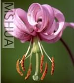 lilium_cernuum01.jpg