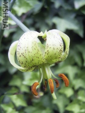 Lilium_fargesii.jpg
