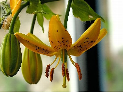 lilium_hansonii_3ef.jpg