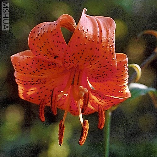 lilium_davidii_191.jpg