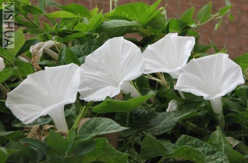 ���ţ���ܿ�����������������������