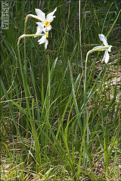 ������С Narcissus poeticus ssp. radiiflorus3.jpg