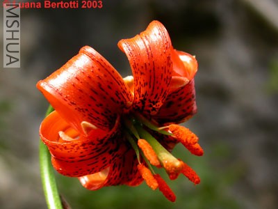 Lilium_carniolicum_9_o.jpg