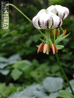 lilium_duchartrei.jpg
