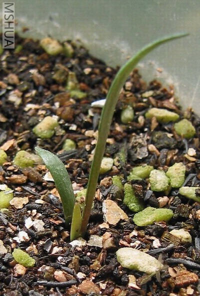 #2С��һ�쳤��������,�������˰׻�����...