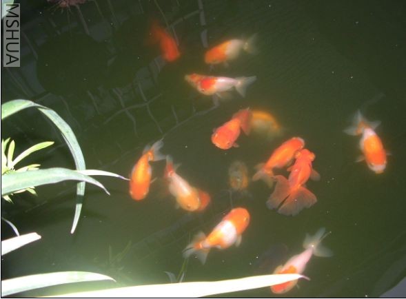 ������Ľ���