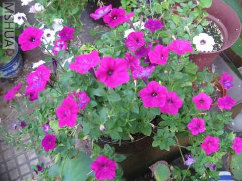 IMG_1811.JPG