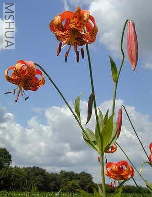 ��������Ҷ