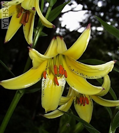 Lilium_monadelphum.jpg