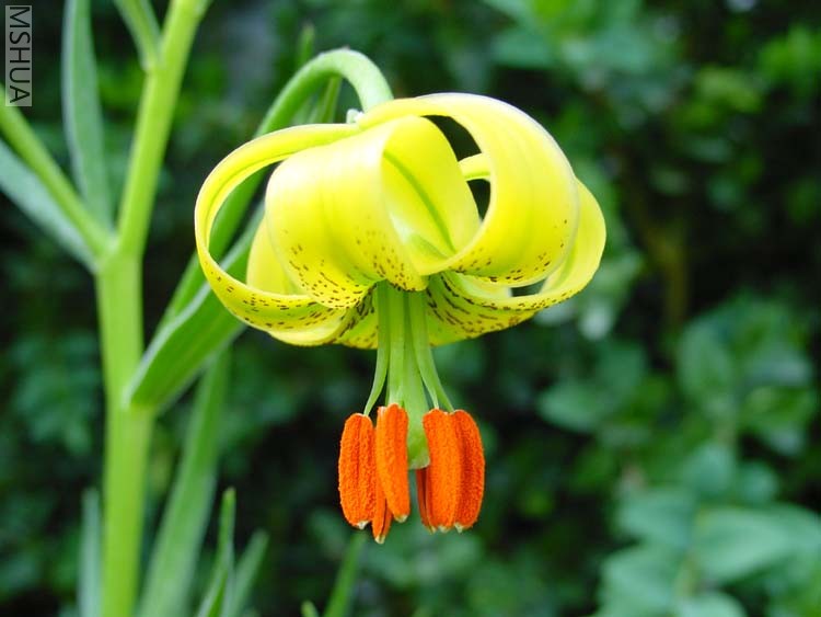lilium pyrenaicum.jpg