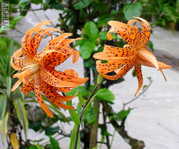 lancifolium double..jpg