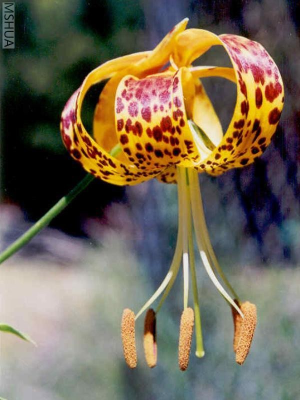 humboldtlily7.jpg