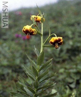 lilium_ponticum.jpg