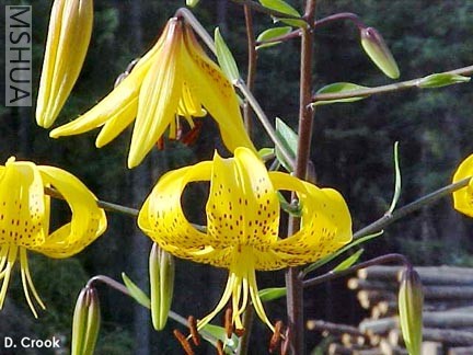 Lilium_leichtlinii_copyright_Darm_Crook.jpg