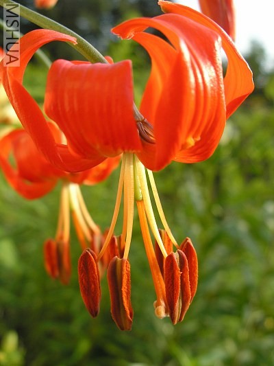 Lilium_pumilum.jpg