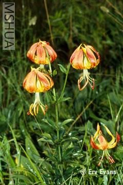 lilium_michauxii.jpg