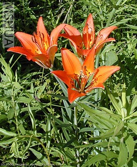 lilium_philadelphicum.jpg