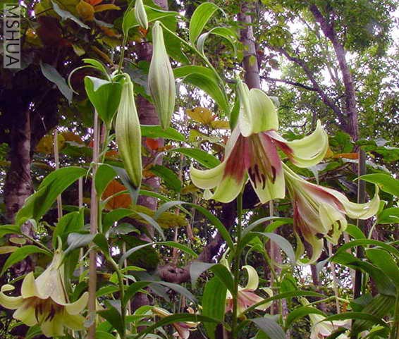 Lilium_nepalense.jpg