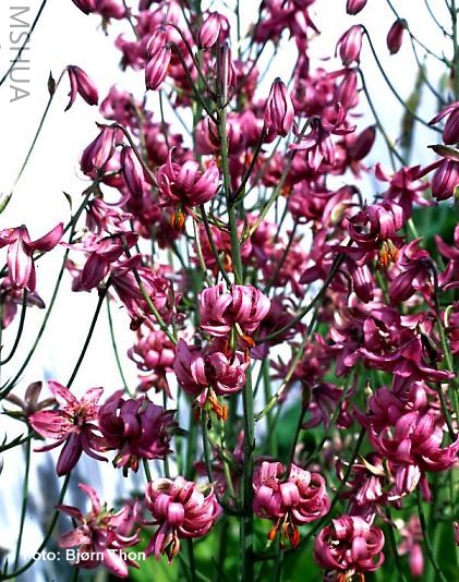 Lilium marthagon.jpg