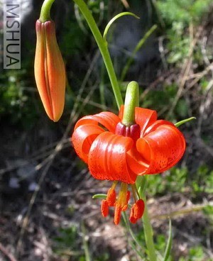 Lilium pomponium 1.jpg