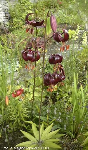 ע������Ҷ��