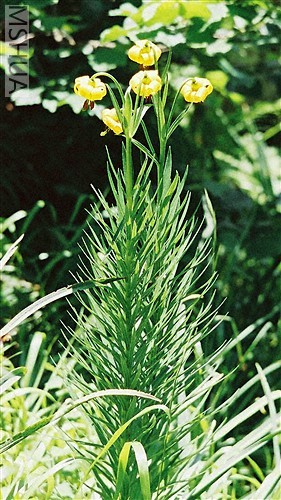 lilium pyrenaicum 2.jpg