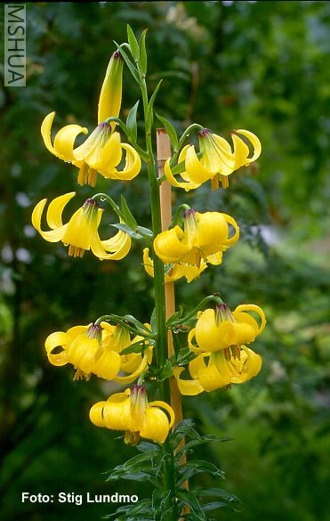 Lilium monadelphum.jpg