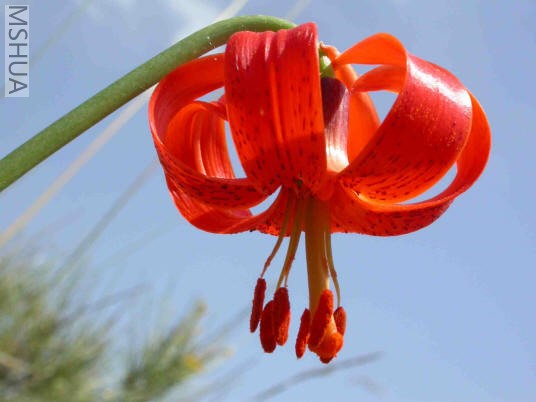 Lilium pomponium.jpg