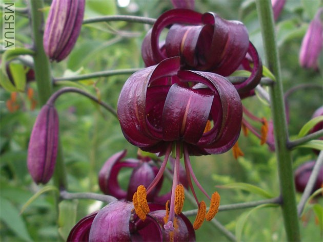 lilium-martagon-cattanie.jpg